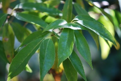 Quercus myrsinifolia - dub bambusový